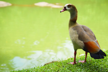 Duck near the pond
