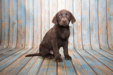 Labrador Retriever on blue wooden background