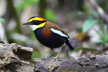 Banded pitta 