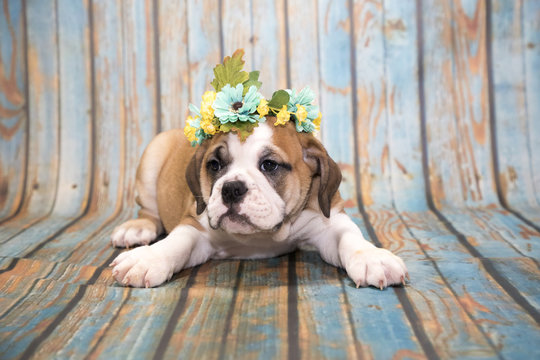 English Bulldog on blue wooden background