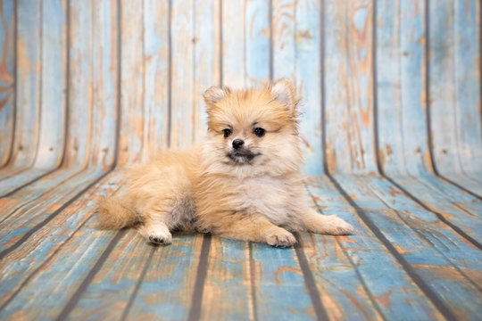 Pomeranian on blue wooden background