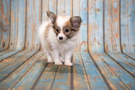 Papillon on blue wooden background