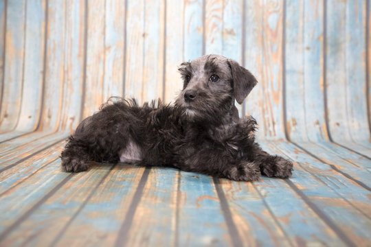 Schnoodle on blue wooden background