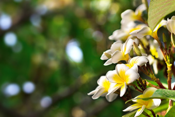 Blossoming of mango tree, Mango flower consists of 5 petals of white on the edges and yellow at the center of the helical shape