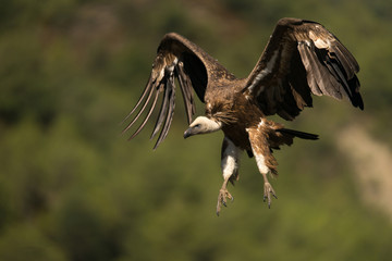 vautour fauve 