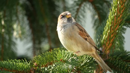 High quality video of sparrow on the branch in 4K