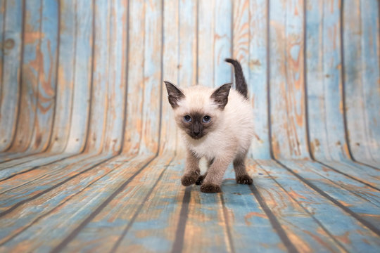 Siamese on blue wooden background