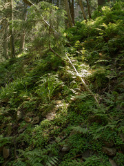 Waterfall with stones and green plants in mountain in forest