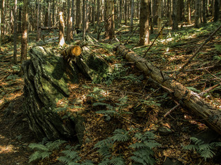 Fallen trees in the forest
