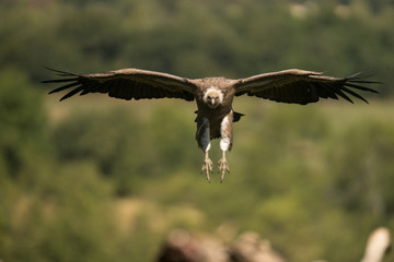 vautour fauve 