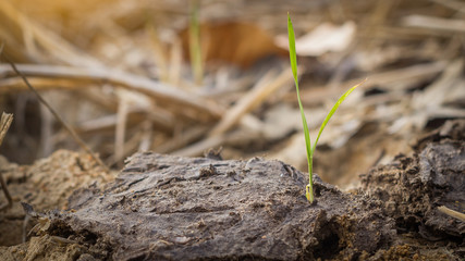 Seedlings on dung