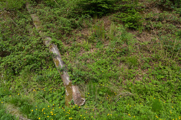 Wood tree trunk transversely fallen on a green forest hill