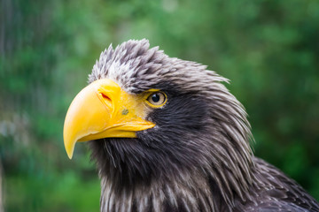 The eagle's look, looking forward, from a close distance