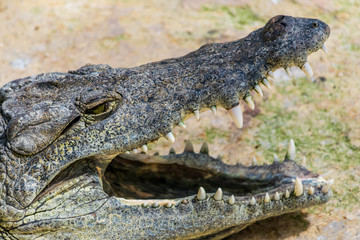 Crocodile.