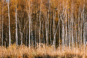 Fototapety  Piękny las brzozowy w sezonie jesiennym.