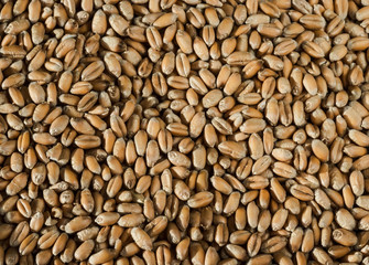 Wheat grain texture.