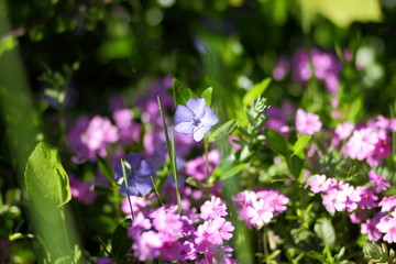 Spring flowers