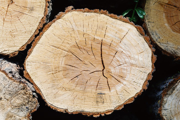 Naklejka premium Warm brown wood texture with dark edges rings and cracks. Stump