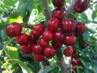 ciliegie