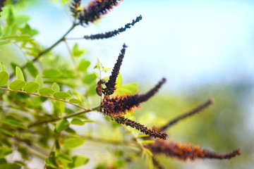 Flower shrubs, flora, (Amorpha fruticosa L. - latin), with honeybee. Bright blue sky in background