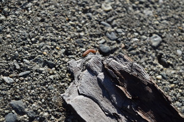Insect on a rock, nature picture