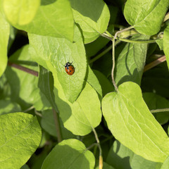 nature background with ladybug on the leaf 
