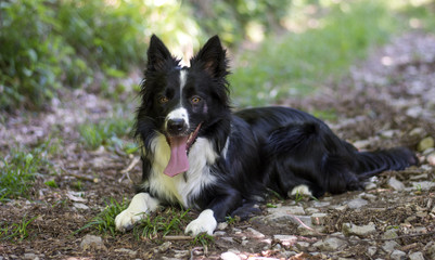 Portrait of a puppy of border collie in the woods