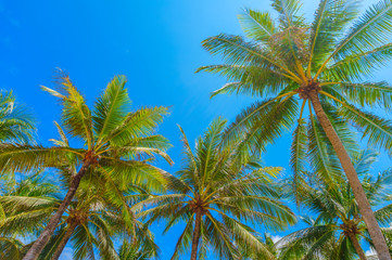 Naklejka na ściany i meble Tall palm trees with blue sky summer background