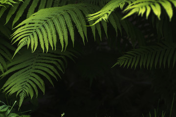 plant background fern leaves dark tone with place for text, 