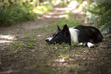 Obraz na płótnie Canvas Portrait of a puppy of border collie in the woods