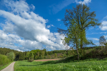 Landscape with blue puffy clouds sky, a big tree and green trees of a european forest and meadows