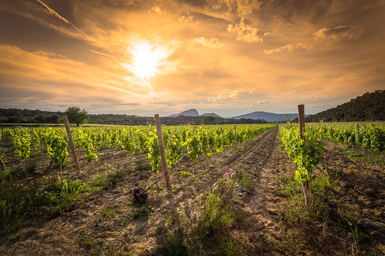 des vignes sous un ciel orange au soleil couchant et des montagnes en arri&egrave;re plan