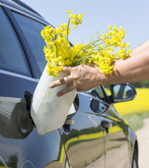 Conceptual image, refueling a black car with rapeseeds.