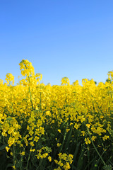 Bright yellow rapeseed field and blue sky background. vertical