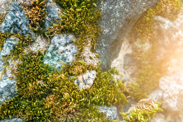 green moss on the rocks closeup, sunlight