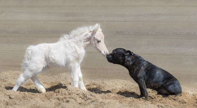 First meeting Staffordshire Bull Terrier dog and beautiful American miniature cream foal.