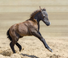 Obraz na płótnie Canvas Little American miniature bay foal playful in sand.