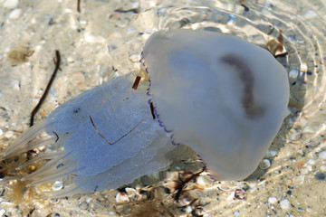 Jellyfish (Rhizostomae) swim in sea