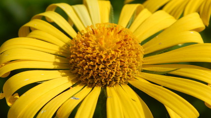 Flowerhead