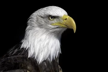 Papier Peint photo autocollant Aigle Tête de pygargue à tête blanche américaine se bouchent sur fond noir.