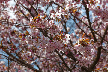 Flowers of Japanese Sakura. Cherry blossom of spring in the botanical garden. Tinted photo