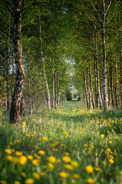 Footpath across the forest
