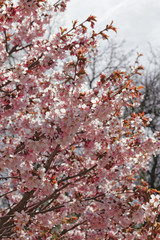Flowers of Japanese Sakura. Cherry blossom of spring in the botanical garden. Tinted photo.