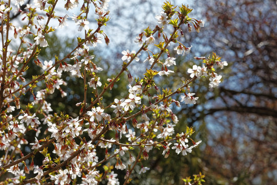 Flowers of Japanese Sakura. Cherry blossom of spring in the botanical garden. Tinted photo.