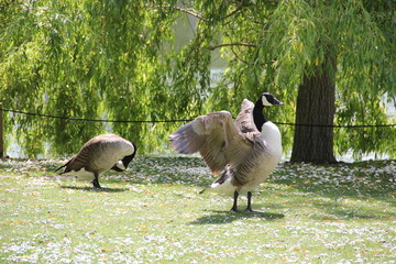 Goose at Kew Gardens