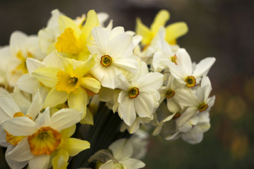 Fototapeta na wymiar Different types of daffodils in the bouquet, background. Many-flowered, white and yellow daffodils﻿