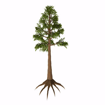 Archaeopteris sp Tree - Archaeopteris is an extinct genus of tree-like plants with fern-like leaves that lived in the Devonian to Carboniferous Periods.