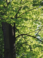 green leaves of linden tree against sunshine