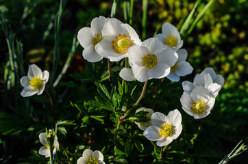White anemone blossoming on spring