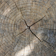 Fototapeta premium bois